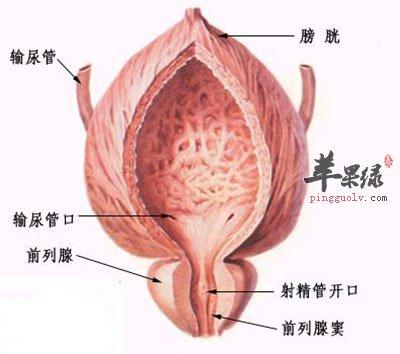 该如何预防前列腺肥大